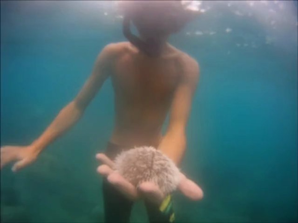 Plongée Martinique Grande Anse 2