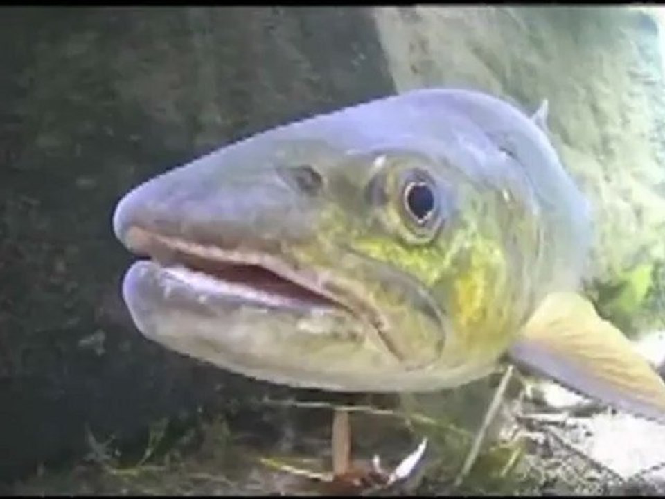 Head to head trout