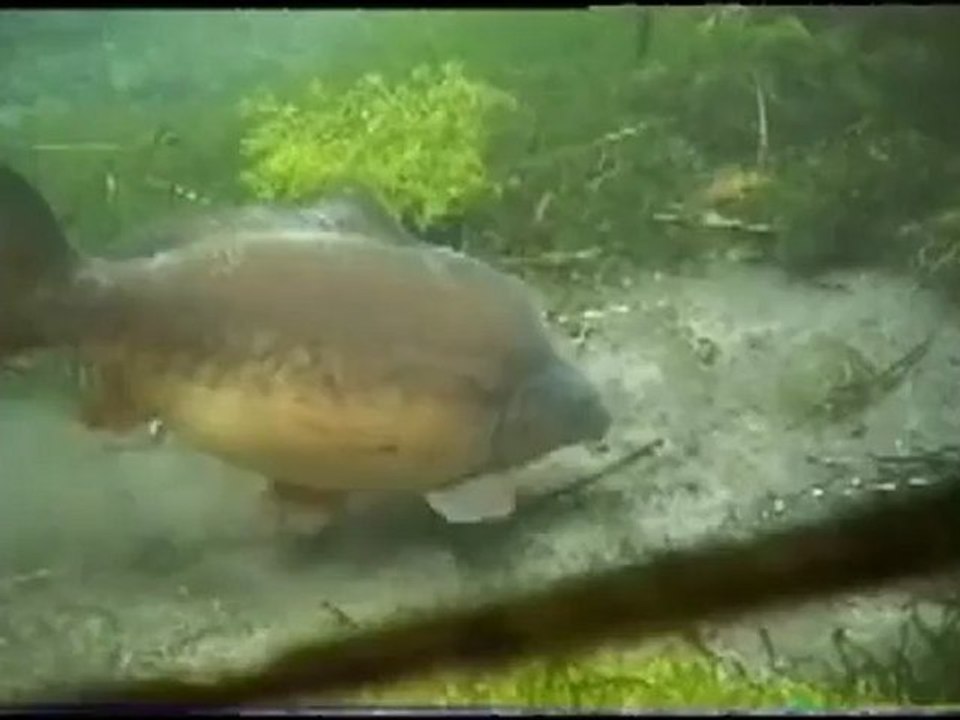 Carp Browsing 2