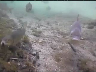 Feasting pike by Jeff Coultas