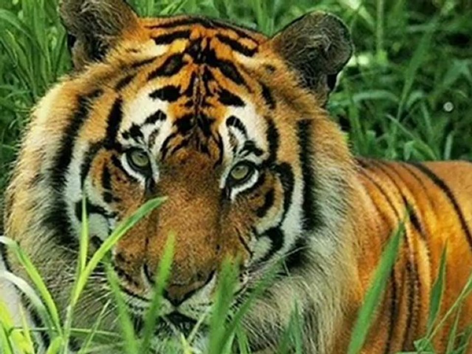 Teache Me Tigress - Eu Mesmo