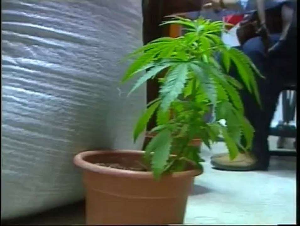 Ruoppolo Teleacras - La scienza della marijuana