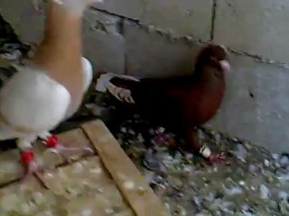 Filo Güvercinler Bölüğüm 🕊️