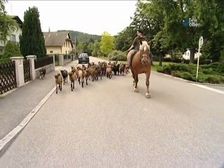 DHM 2012 - SEM 38 - Les chèvres d'Elise