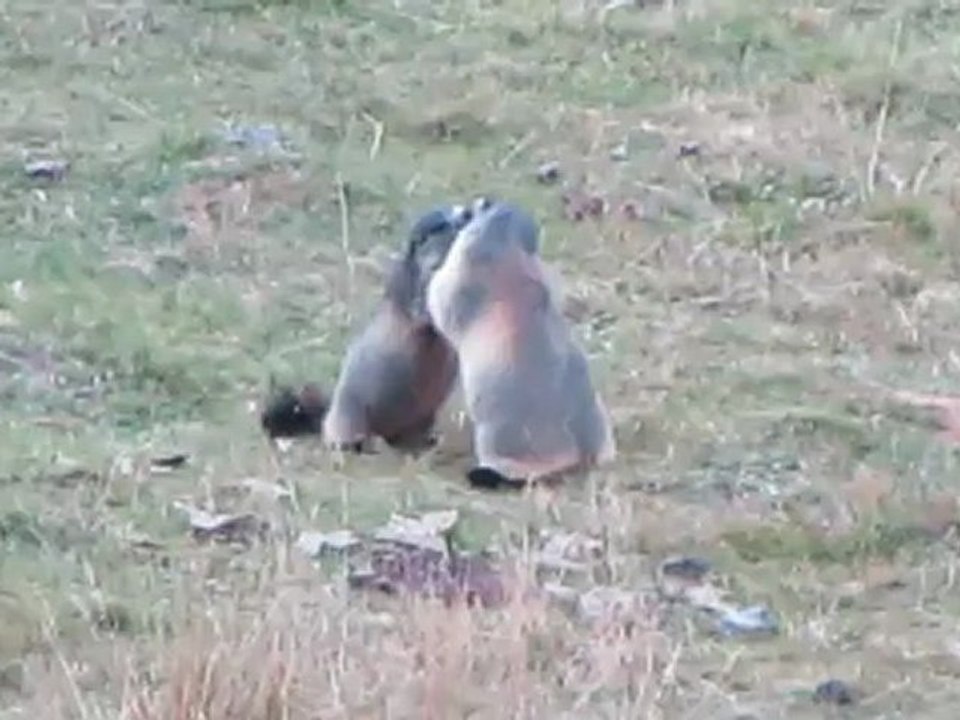 Marmottes