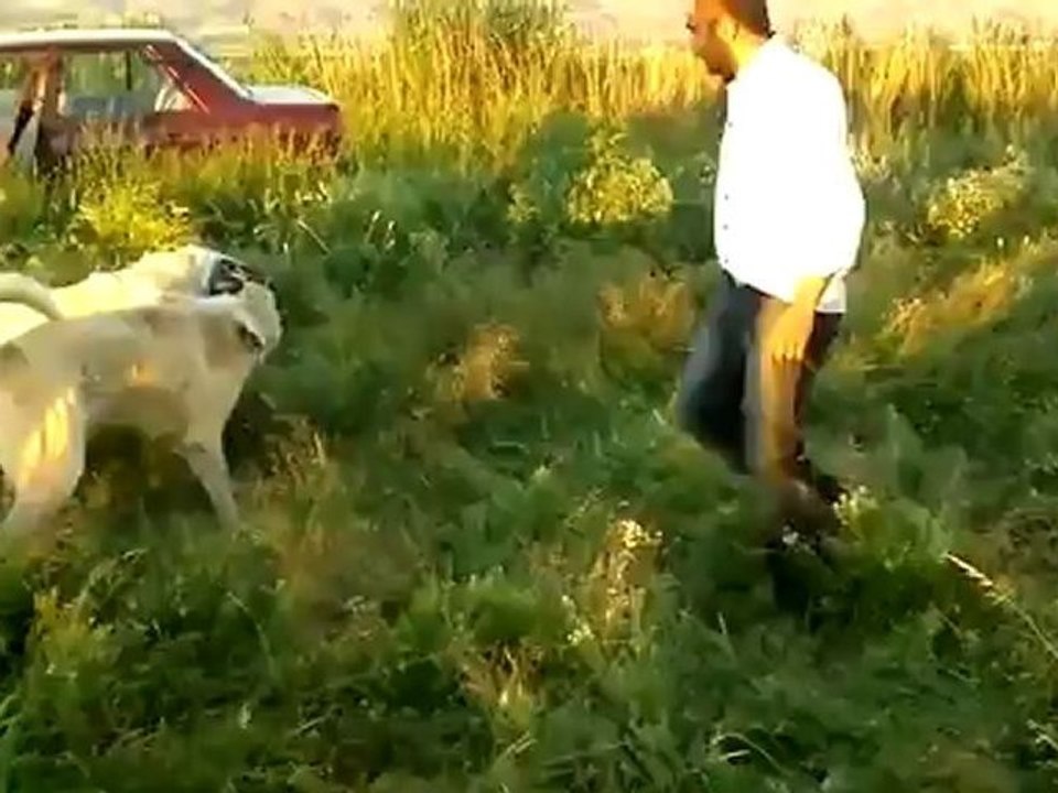 aksaraylı nevzatın ayı&ali aydogmuşun çilin oglu