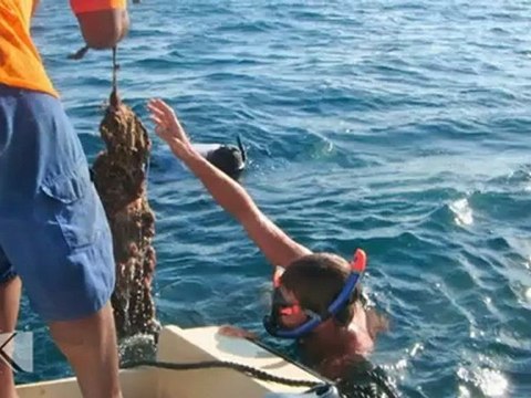 Kresala (es) (Izaro uhartea )