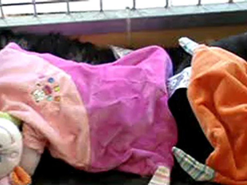 Mes bébés sharpouilles 19 jours