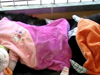 Mes bébés sharpouilles 19 jours