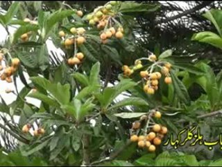 Ehbab Hils Kalar kahar