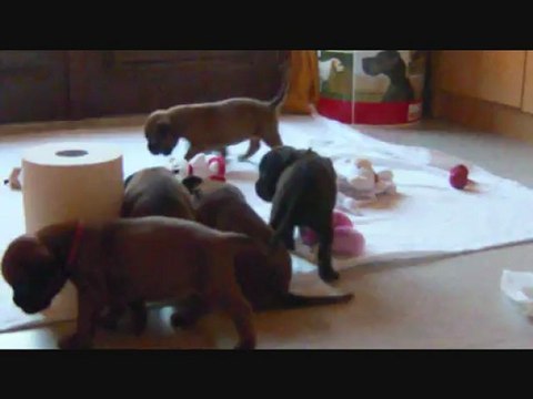 Les Bibous à 29 jours, 2012-09-17 (CHEYENNE de SAINT QUINIS X UCELLO du DOLON / Portée des H 2012)