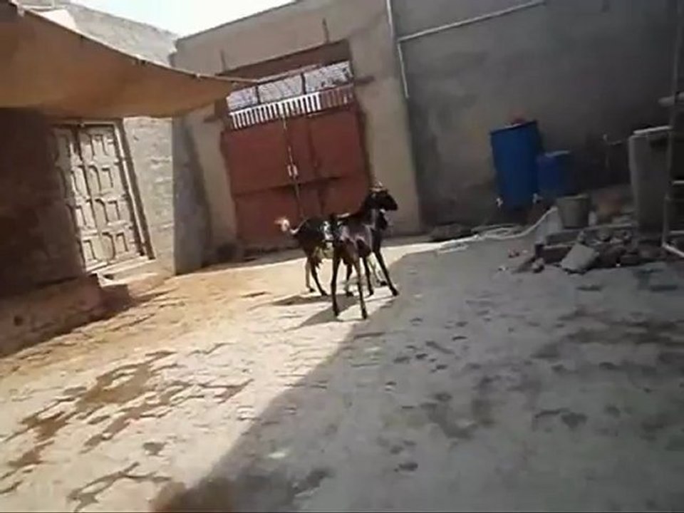 PANA
