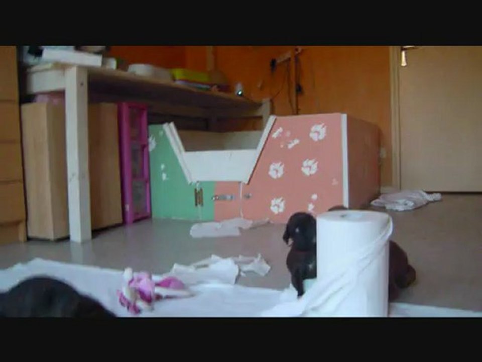 Les Bibous à 29 jours, 2012-09-17 (CHEYENNE de SAINT QUINIS X UCELLO du DOLON / Portée des "H" 2012)