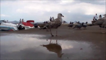 İstanbul/Adalar
