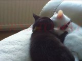 Funny Kitten Vidoe (When Love Turns To Hate)