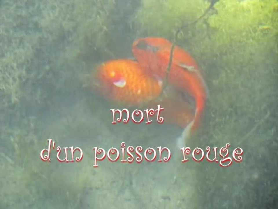 Mort d'un poisson rouge.