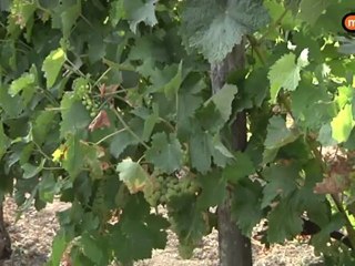 Archiac, ou les saveurs de la vigne...