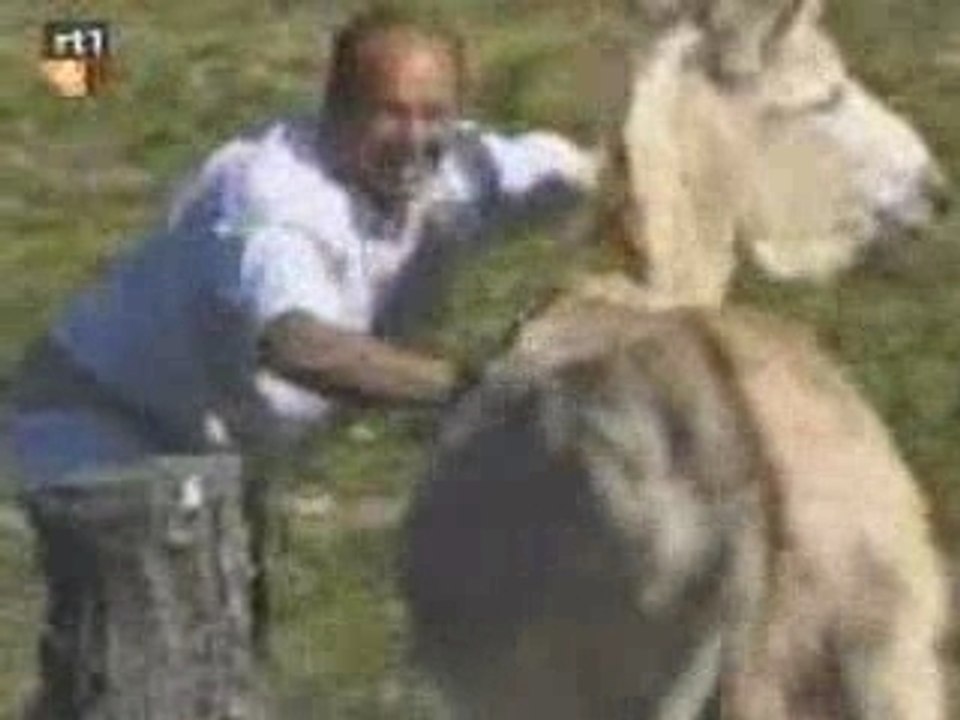 carioso