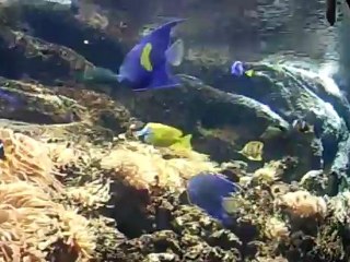 Ηράκλειο Κρήτης - Θαλλασόκοσμος.