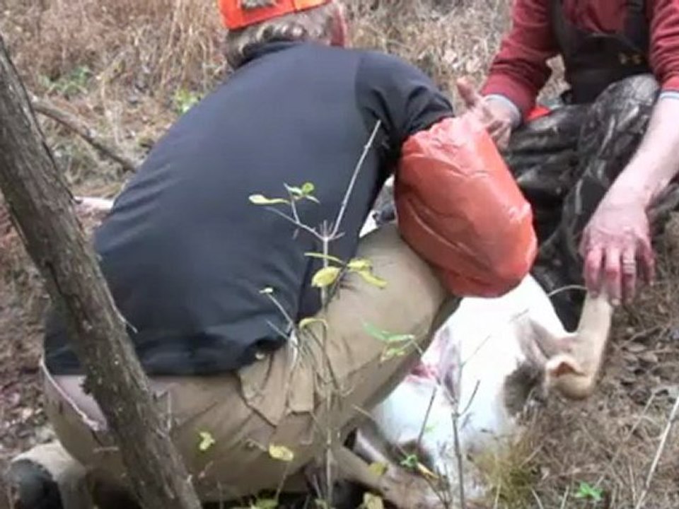 How to gut a deer