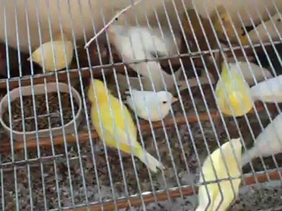 bourse d'oiseaux visé 16-09-2012
