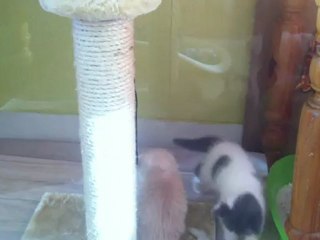 Vidéo du 17 septembre 2012 le retour d'Haslan