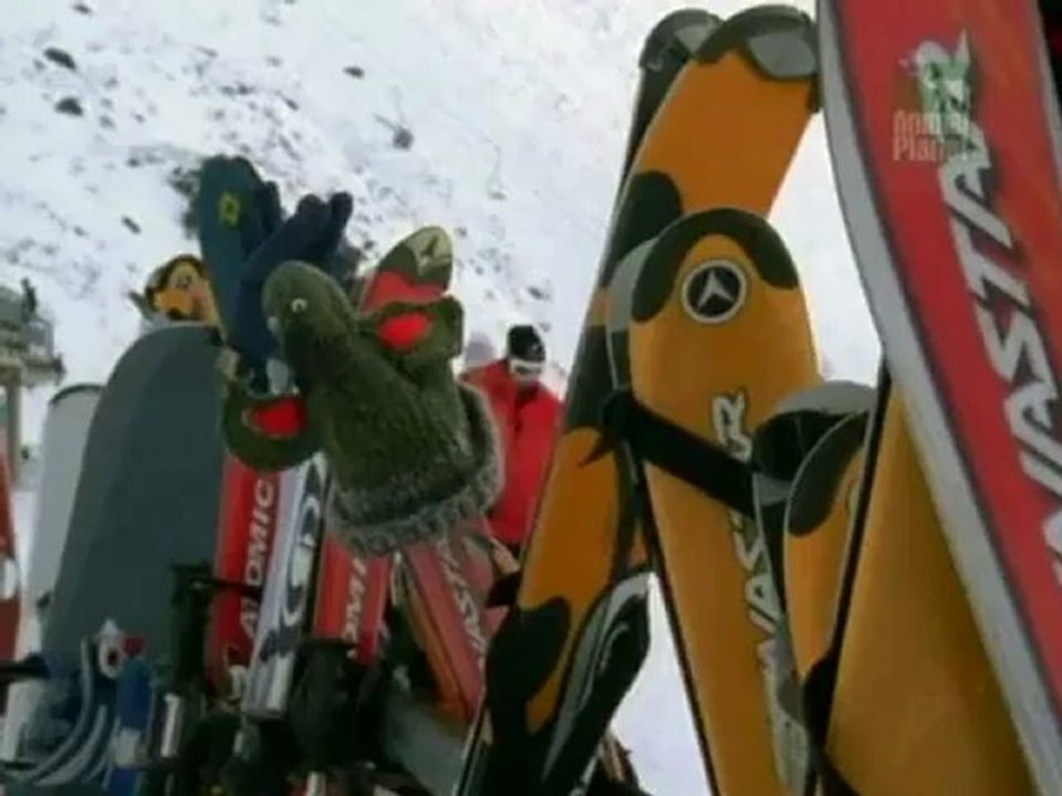 Kea - Der kluge Papagei 3 / 3