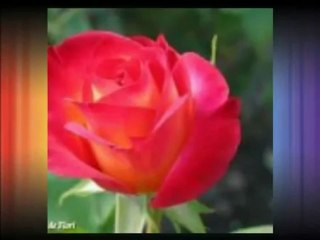 Rózsák _ csak úgy