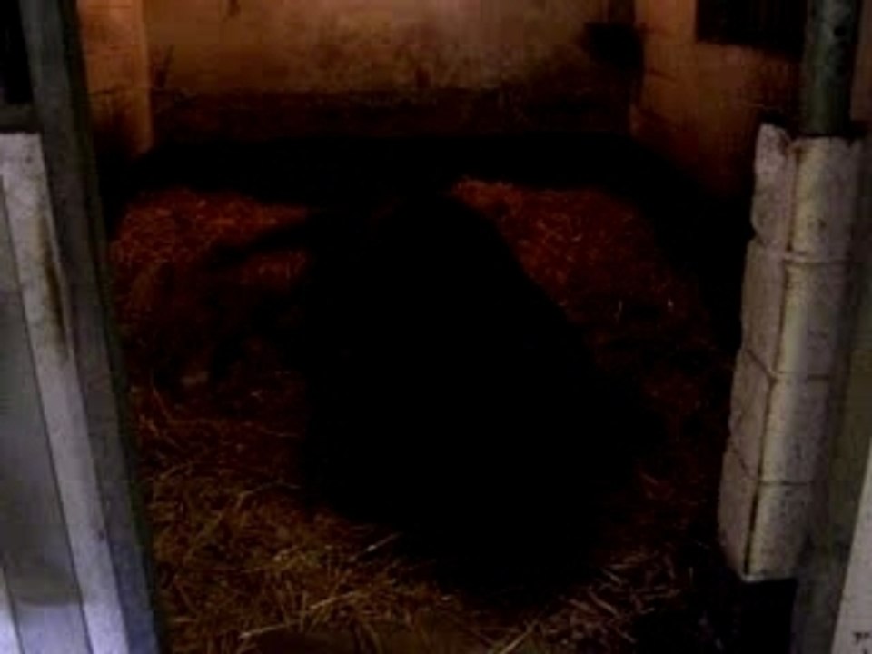 iiiigor 008
