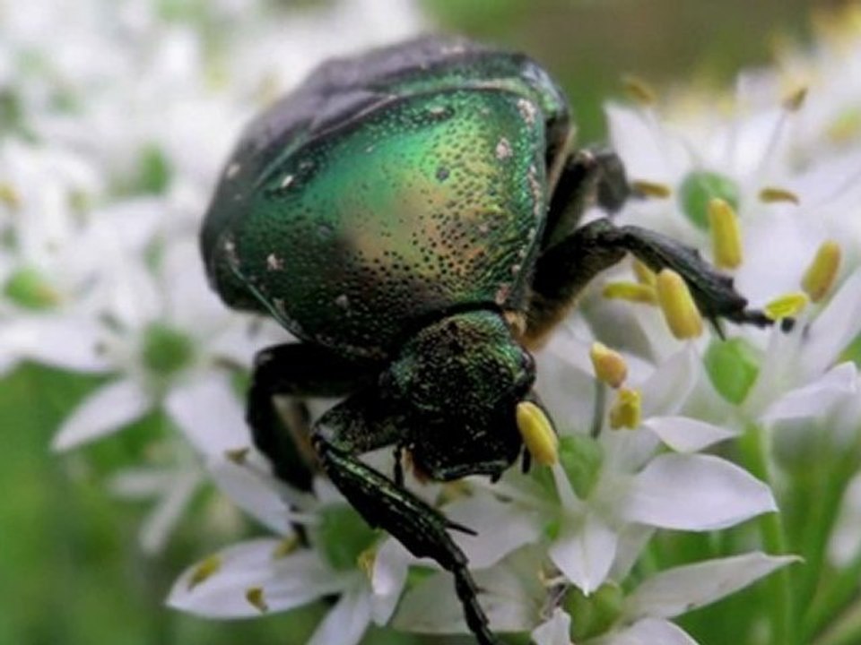 Small Creatures in the Garden