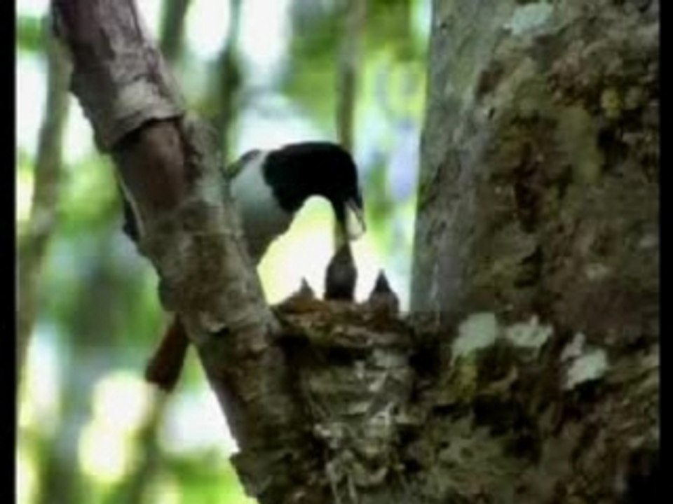 spot_mentos_birds_no_limits