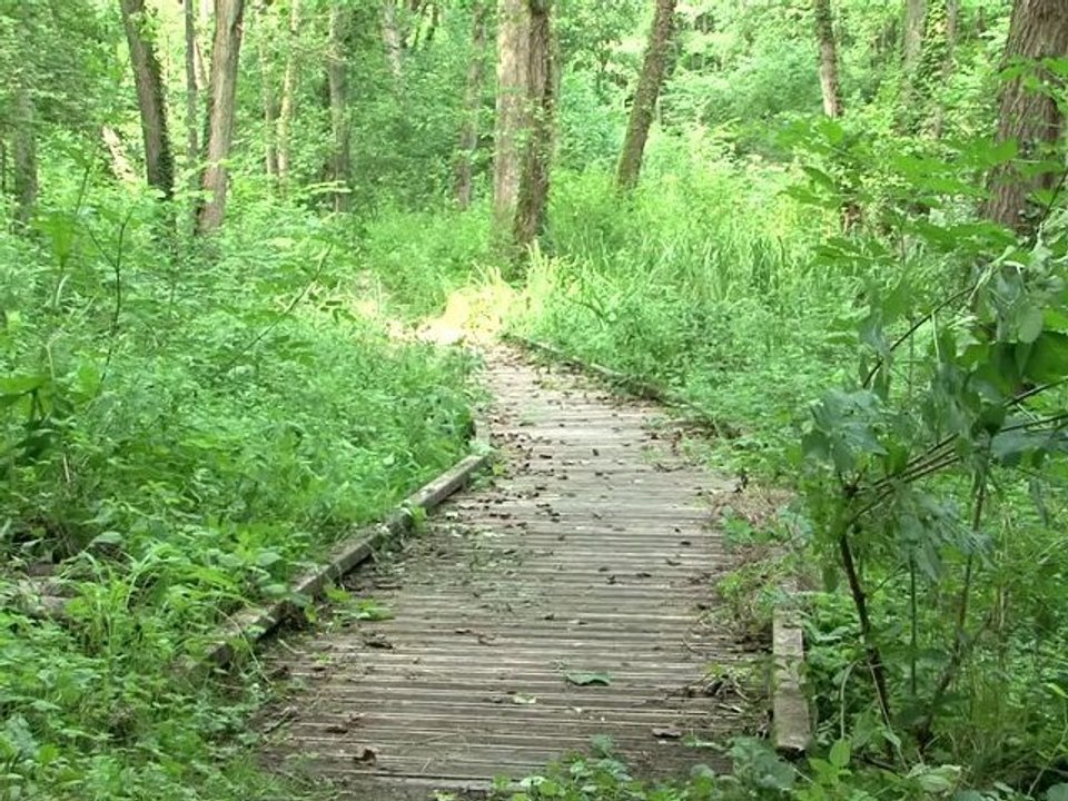 ENS du Val d'Oise : Le bois du moulin de Noisement