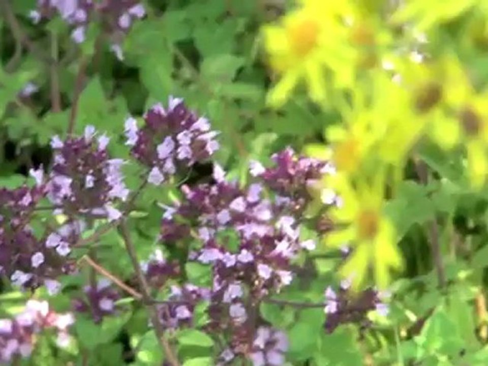 ENS du Val d'Oise : Le bois de Morval