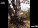 Спасение коалы, которая все время падает с дерева