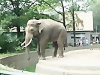 Elephant Throws Mud At Tourist