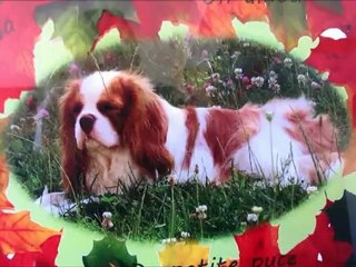 montage-cadeaux swap-forum.MOV