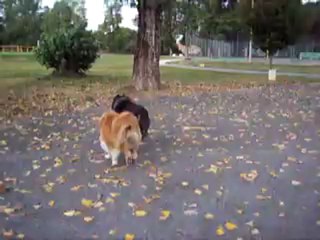 mes loulous s'éclatent