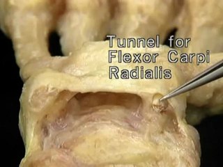 Upper limb--Part 3(a)