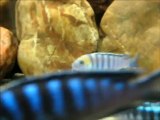 Cynotilapia Afra Cobue 5cm