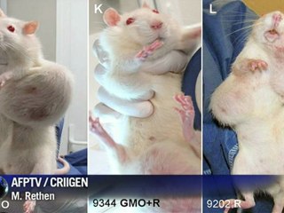 Vinculan transgénicos y cáncer