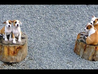 Amazonka puppies - quality amstaffs