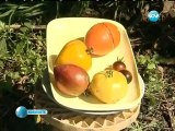 Garden Viskyar in Nova TV - Градина Вискяр по Нова телевизия