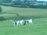 Pouliche irish cob 1 an à vendre