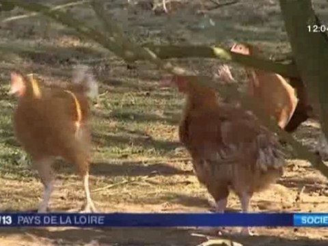 Sarthe : les poulets de Loué sans OGM