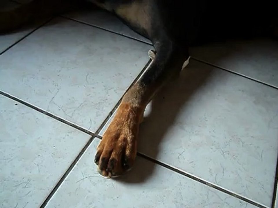 patte tremblante 001