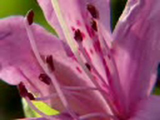 AMAR SONAR BANGLA INSTRUMENTAL subhadip das