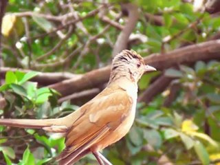 Linda Sabiá com seus filhotinhos em Ourinhos/SP