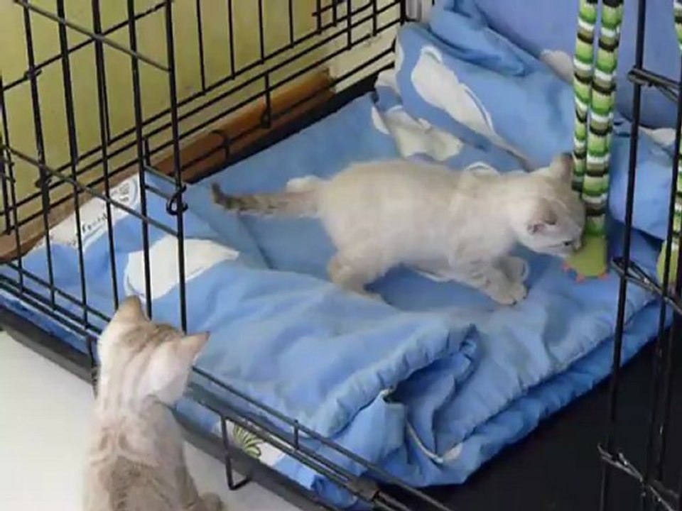 Magic Bengal Cattery - silver snow kittens .