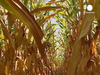 Los OGM en el punto de mira tras un polémico estudio...