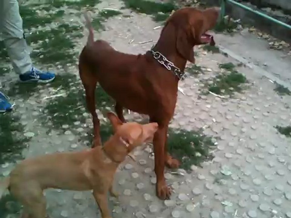 AItch joue avec Baxter